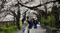 Cantiknya Bunga Sakura Bermekaran di Tengah Wabah Corona