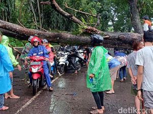 Sejumlah Pohon di Sukabumi Tumbang Diterjang Hujan dan Angin Kencang