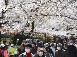 Panduan Lengkap Menikmati Bunga Sakura di Jepang, Korea Selatan dan Taiwan