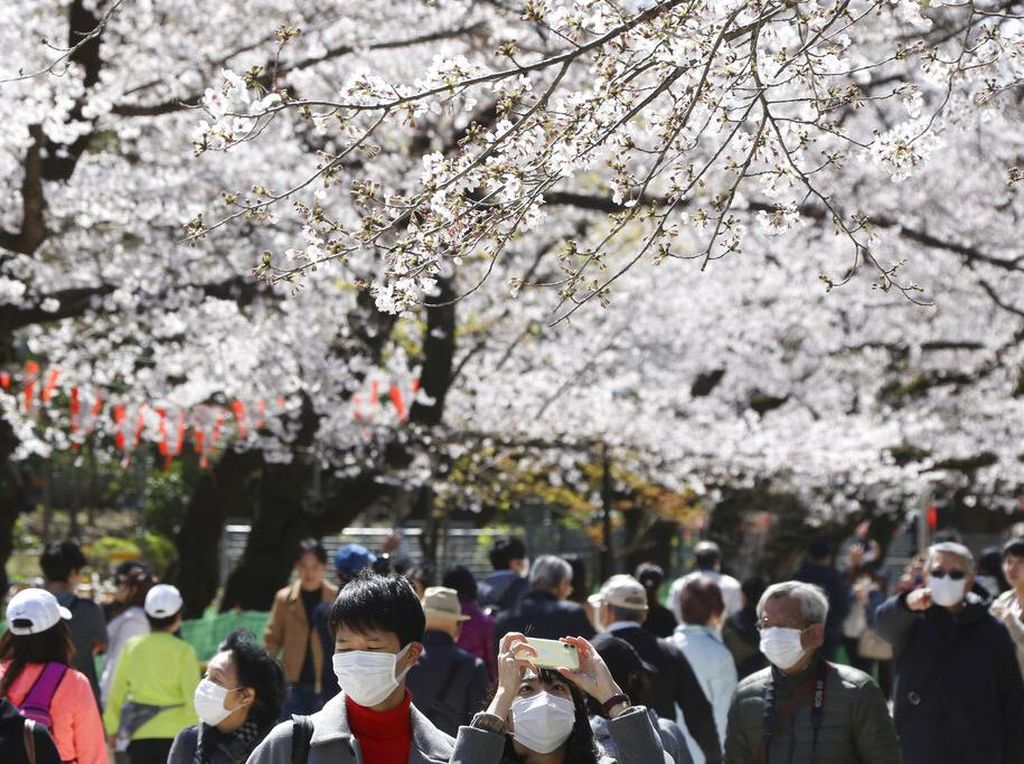 Panduan Lengkap Menikmati Bunga Sakura di Jepang, Korea Selatan dan Taiwan Panduan Lengkap Menikmati Bunga Sakura di Jepang, Korea Selatan dan Taiwan