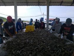 Jurus KKP Jika Pandemi COVID-19 Ganggu Ekspor & Budi Daya Perikanan