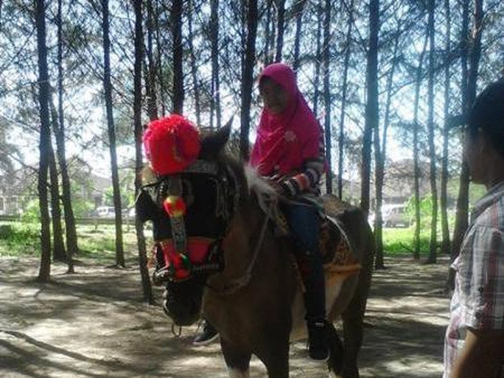 Tips Naik Kuda Bagi Anak-anak Tips Naik Kuda Bagi Anak-anak