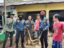 Damkar Evakuasi Sanca yang Ngumpet di Kolong Kasur Warga Bojonggede