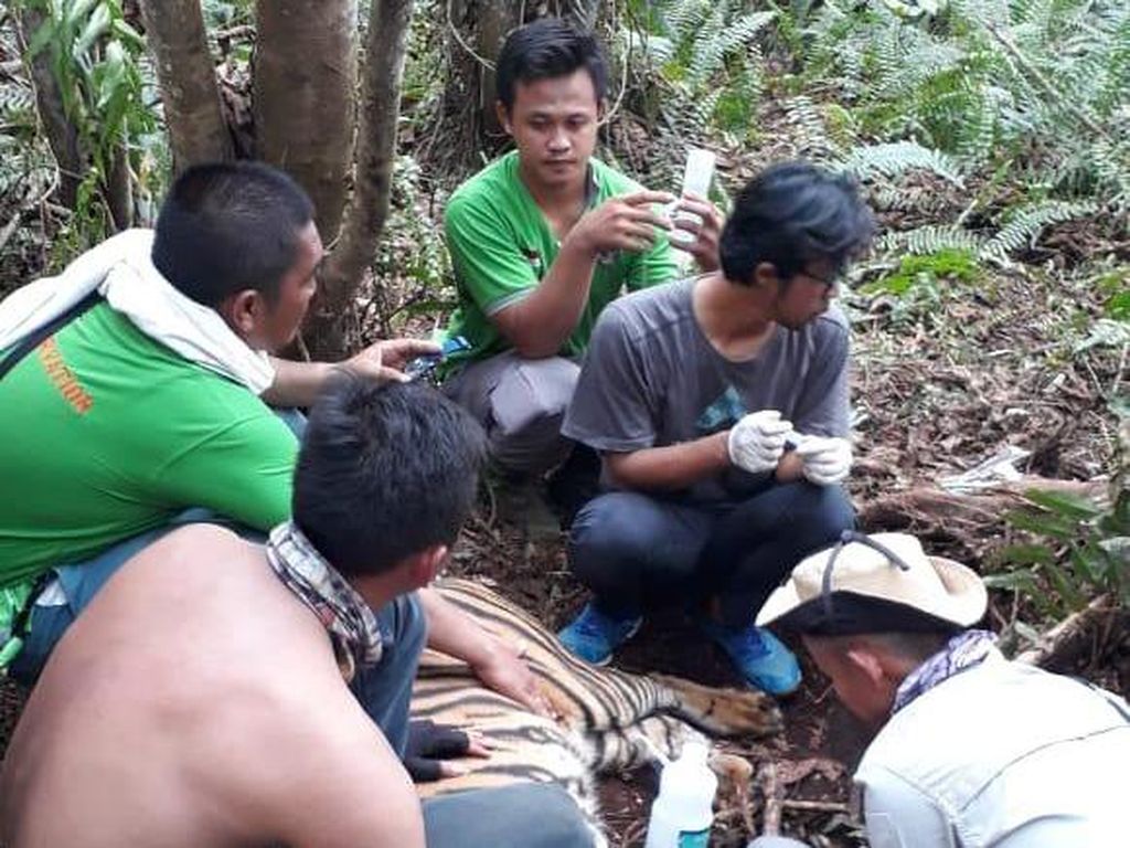 Harimau Liar Sumatera Terjerat di Area Konsesi HTI di Riau Harimau Liar Sumatera Terjerat di Area Konsesi HTI di Riau