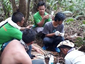 Harimau yang Kena Jerat di Area Konsesi HTI Riau Diberi Nama Corina Harimau yang Kena Jerat di Area Konsesi HTI Riau Diberi Nama Corina