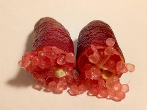 Finger Lime, Jeruk Caviar Langka Seharga Rp 4,8 Juta per Kg