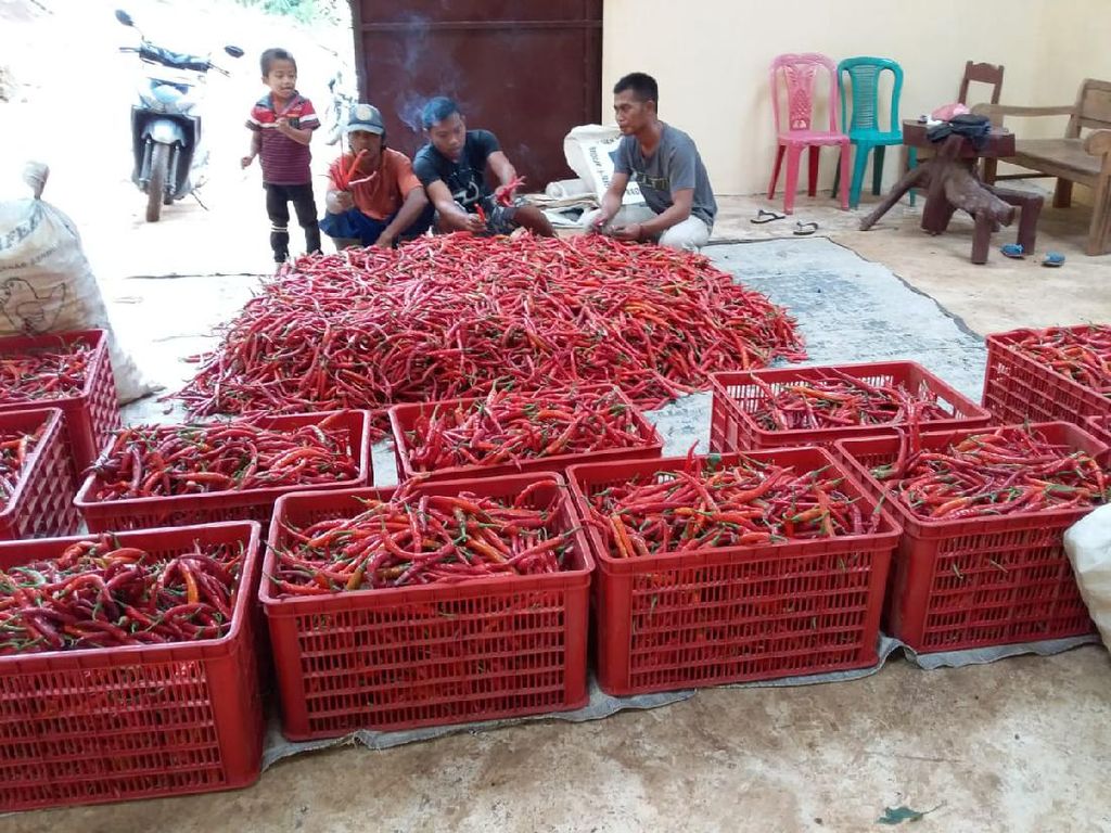 Wabah Corona, Kementan Pastikan Cabai Aman hingga Lebaran Wabah Corona, Kementan Pastikan Cabai Aman hingga Lebaran
