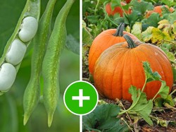 Hobi Berkebun? 5 Jenis Sayuran Ini Bisa Ditanam Bersamaan