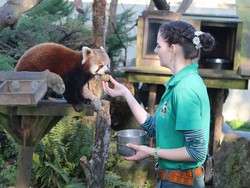Dedikasi Pawang-Pawang Cantik di Masa Karantina Saat Wabah Corona