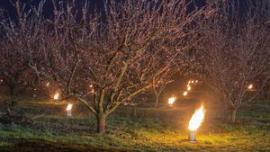 Ratusan Lilin Jaga Pohon Apricot dari Serangan Salju