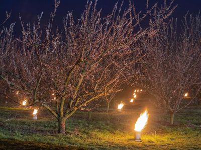 Ratusan Lilin Jaga Pohon Apricot dari Serangan Salju