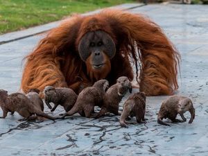 Lucunya! Sari, Ujian, dan Berani si Orang Utan Akrab Banget dengan Berang-Berang