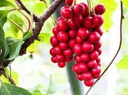 Seputar Teh Omija asal Korea yang Mengandung Banyak Khasiat