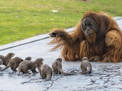 Hewan Seperti Apa yang Bisa Belajar Cepat dari Lingkungannya? Begini Kata Studi