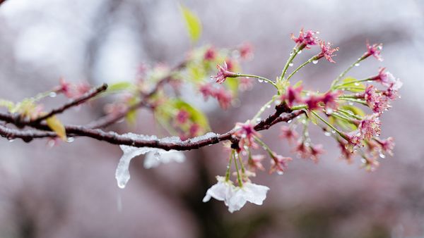 Potret Bunga Sakura yang Bersalju di Tokyo