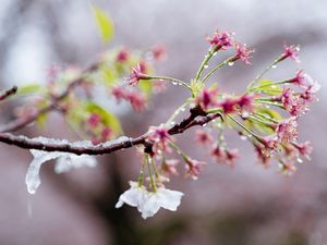Potret Bunga Sakura yang Bersalju di Tokyo