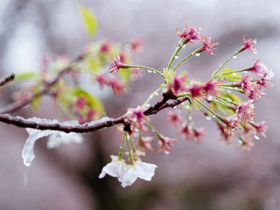 Potret Bunga Sakura yang Bersalju di Tokyo