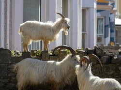 Bumi Rehat Sejenak Selama Pandemi Corona