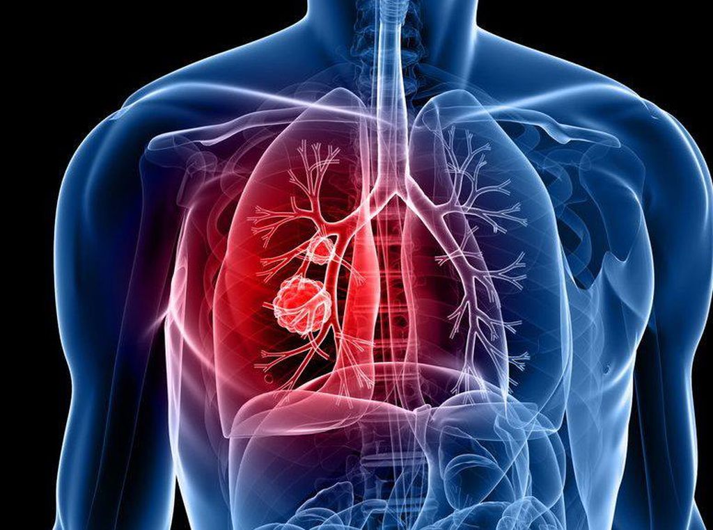 6 Organ Pernapasan Manusia Lengkap Beserta Fungsinya 6 Organ Pernapasan Manusia Lengkap Beserta Fungsinya