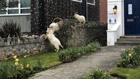 Foto: Kambing-Kambing yang Main ke Rumah Warga di Tengah Pandemi