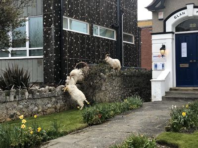Foto: Kambing-Kambing yang Main ke Rumah Warga di Tengah Pandemi