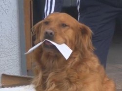 Anjing Ini Antarkan Makanan Untuk Tetangga yang Sedang Sakit