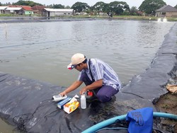 KKP Layani Pembudidaya Ikan Via Online