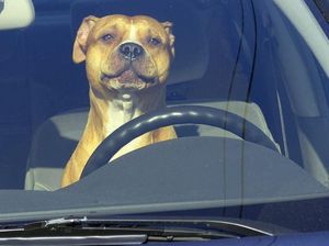 Bawa Hewan Peliharaan dalam Mobil, Pengemudi Jadi Lebih Hati-hati