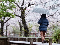 Di Tengah Wabah Corona, Salju Tutupi Bunga Sakura di Tokyo