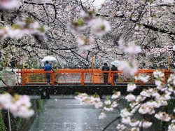 Ketika Salju Menyelimuti Bunga Sakura di Tokyo