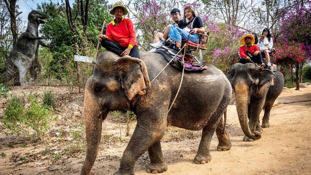 gajah thailand (FILES) In this file photo taken on February 12, 2020, tourists ride elephants in Chang Siam Park in Pattaya. - Underfed and chained up for endless hours, campaigners warn many elephants working in Thailand's tourism sector may starve, be sold to zoos or shifted into the illegal logging trade as the coronavirus decimates visitor numbers. (Photo by Mladen ANTONOV / AFP)