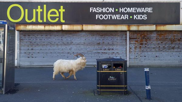 Kambing-kambing Kuasai Jalan di Kota Wales Inggris