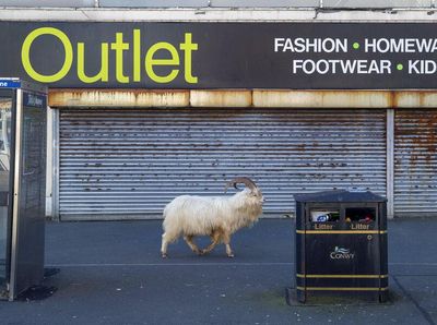 Kambing-kambing Kuasai Jalan di Kota Wales Inggris