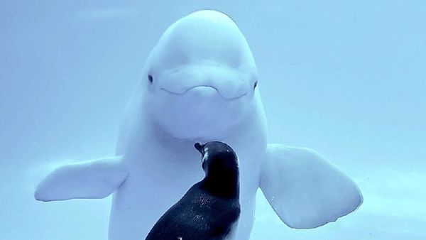 Potret Pertemuan Paus Beluga dan Penguin yang Bikin Gemas