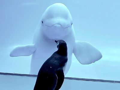 Potret Pertemuan Paus Beluga dan Penguin yang Bikin Gemas
