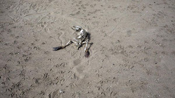 Potret Sebelum dan Sesudah Pantai Peru Diterjang Corona