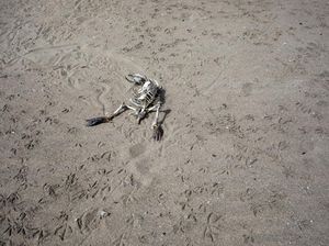 Potret Sebelum dan Sesudah Pantai Peru Diterjang Corona