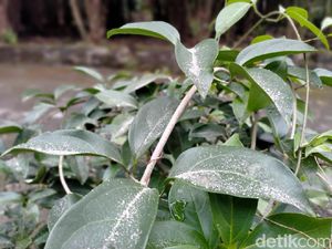 Gunung Merapi Erupsi, Sebagian Wilayah Sleman Diguyur Hujan Abu