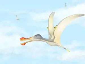 3 Spesies Baru Dinosaurus Terbang Ditemukan di Maroko 3 Spesies Baru Dinosaurus Terbang Ditemukan di Maroko