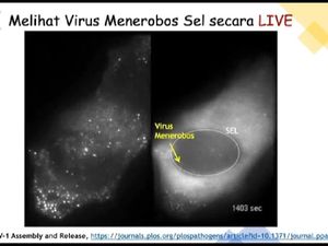 Bagaimana Virus Menginfeksi Sel? Ini Penampakan Live di Bawah Mikroskop