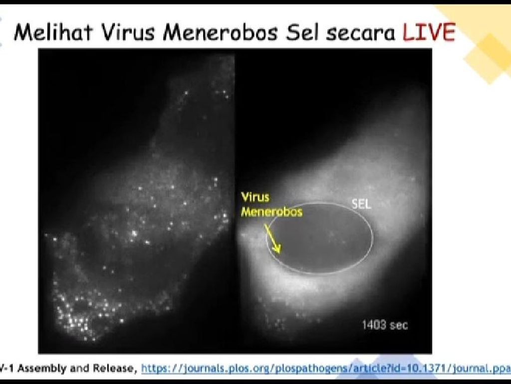 Bagaimana Virus Menginfeksi Sel? Ini Penampakan Live di Bawah Mikroskop