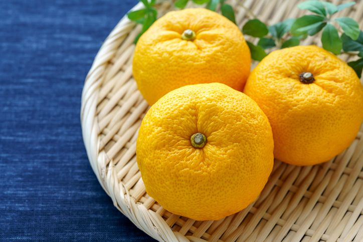 Japanese citron 'Yuzu' fruits isolated on light background