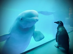 Aquarium Ditutup, Saatnya Penguin Jalan-Jalan Lihat Paus Beluga