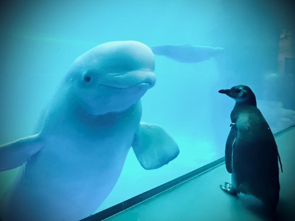 Aquarium Ditutup, Saatnya Penguin Jalan-Jalan Lihat Paus Beluga