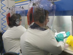 Ilmuwan Australia Mulai Menguji 2 Calon Vaksin Virus Corona