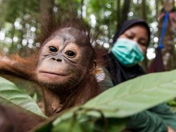 Cerita Pengasuh yang Setia Menjaga Orangutan Saat Pandemi Corona