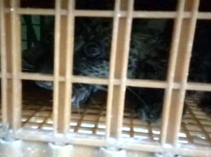 Warga Tangkap Macan Tutul yang Terjebak di Area Peternakan Ayam