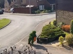 London Lockdown, Orang Ini Menyamar Jadi Tanaman Demi Bisa Keluar Rumah