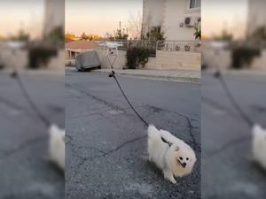 Drone Dipakai Buat Ajak Anjing Jalan-jalan Saat Wabah Corona