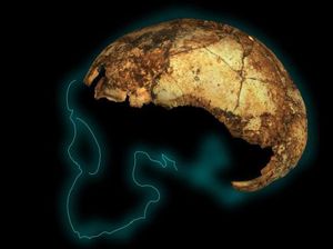 Pro-Kontra Ilmuwan Soal Penyusutan Otak Ukuran Manusia, Ini Kata Mereka